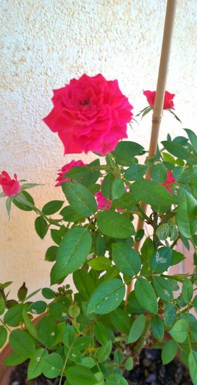 Casa Rosina Apartment Orosei Ngoại thất bức ảnh